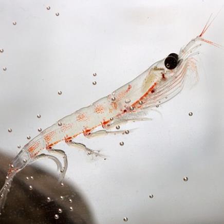 Natural active Krill